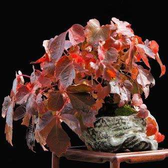 Parthenocissus tricuspidata var. veitchii - 5 Seed Pack - Exotic Climber -Combined Shipping
