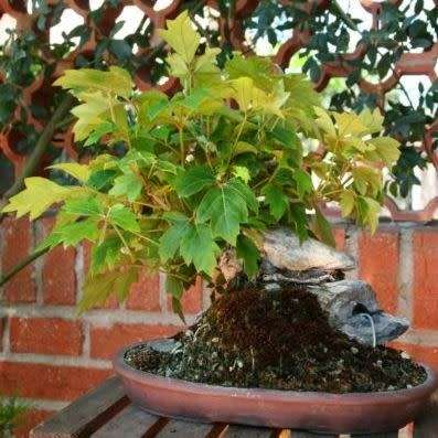 Parthenocissus tricuspidata var. veitchii - 5 Seed Pack - Exotic Climber -Combined Shipping