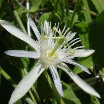 Passiflora capsularis - Red Granadilla - 5 Seed Pack - Exotic Perennial Climber Vine