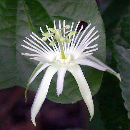 Passiflora capsularis - Red Granadilla - 5 Seed Pack - Exotic Perennial Climber Vine