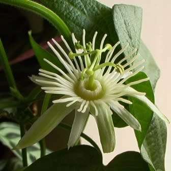 Passiflora capsularis - Red Granadilla - 5 Seed Pack - Exotic Perennial Climber Vine