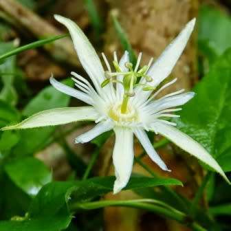 Passiflora capsularis - Red Granadilla - 5 Seed Pack - Exotic Perennial Climber Vine