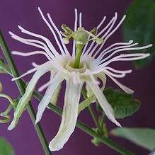 Passiflora capsularis - Red Granadilla - 5 Seed Pack - Exotic Perennial Climber Vine