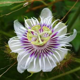 Passiflora foetida Seeds - Bush Passion Fruit - Edible Fruit - Exotic Perennial Vine