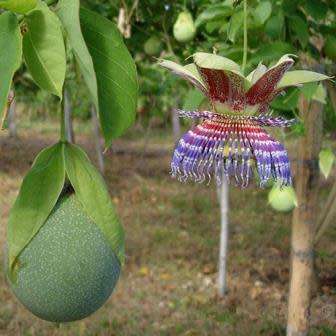 Passiflora maliformis - Wild Purple Passionfruit Granadilla - 5 Seed Pack - Edible Fruit