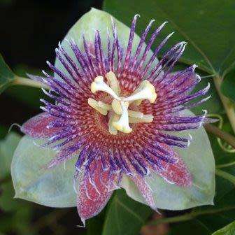 Passiflora maliformis - Wild Purple Passionfruit Granadilla - 5 Seed Pack - Edible Fruit