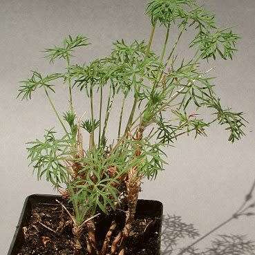 5 Pelargonium aridum Seeds - Indigenous South African Seeds from Africa - Worldwide Shipping