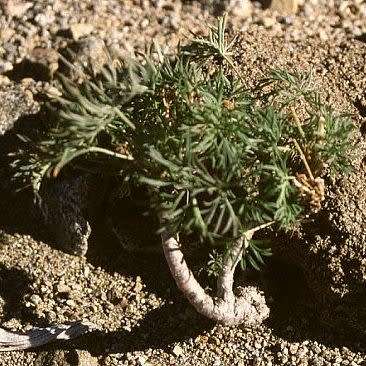 5 Pelargonium aridum Seeds - Indigenous South African Seeds from Africa - Worldwide Shipping