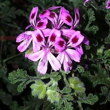 Pine Scented Geranium Seeds ~ Pelargonium denticulatum - Indigenous Shrub - Global Shipping
