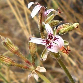 6 Geranium Seeds ~ Pelargonium dolomiticum - Indigenous Shrub - Global Shipping