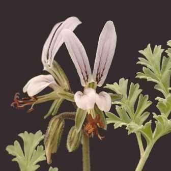 6 Geranium Seeds ~ Pelargonium dolomiticum - Indigenous Shrub - Global Shipping