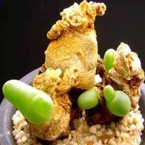 Phyllobolus digitatus, Dactylopsis digitata Seeds - Indigenous Succulent -Flat Ship Rate- New