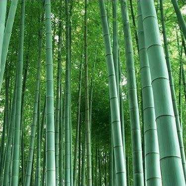 Phyllostachys edulis Seeds - Moso Bamboo or Tortoise-shell Bamboo