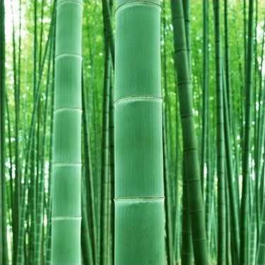Phyllostachys edulis Seeds - Moso Bamboo or Tortoise-shell Bamboo