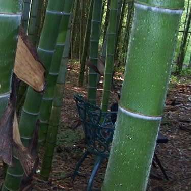 Phyllostachys edulis Seeds - Moso Bamboo or Tortoise-shell Bamboo