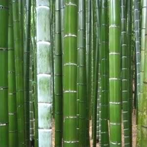 Phyllostachys edulis Seeds - Moso Bamboo or Tortoise-shell Bamboo