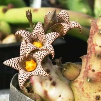 Piaranthus punctatus - 5 Seed Pack - Indigenous Succulent Stapeliad - Flat Ship Rate - NEW
