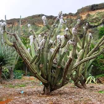 Pilosocereus leucocephalus Seeds - Exotic Succulent Cactus -Insured Shipping