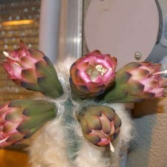 Pilosocereus leucocephalus Seeds - Exotic Succulent Cactus -Insured Shipping