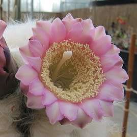 Pilosocereus leucocephalus Seeds - Exotic Succulent Cactus -Insured Shipping