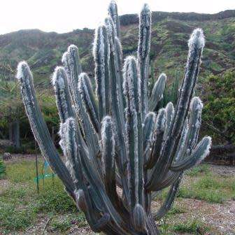 Pilosocereus leucocephalus Seeds - Exotic Succulent Cactus -Insured Shipping