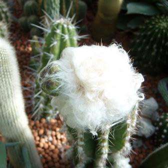 Pilosocereus leucocephalus Seeds - Exotic Succulent Cactus -Insured Shipping