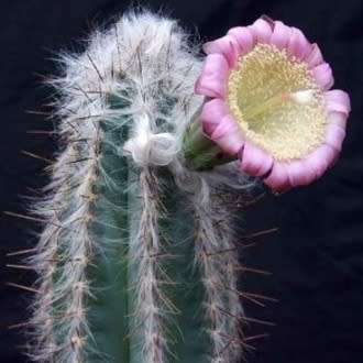 Pilosocereus leucocephalus Seeds - Exotic Succulent Cactus -Insured Shipping