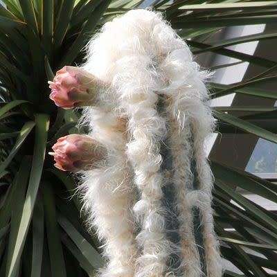 Pilosocereus leucocephalus Seeds - Exotic Succulent Cactus -Insured Shipping