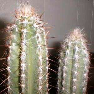 Pilosocereus leucocephalus Seeds - Exotic Succulent Cactus -Insured Shipping
