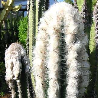 Pilosocereus leucocephalus Seeds - Exotic Succulent Cactus -Insured Shipping