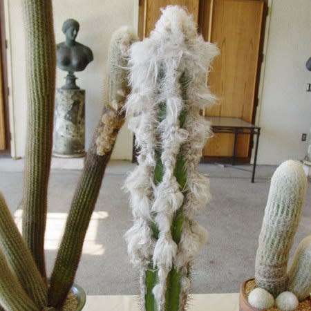 Pilosocereus leucocephalus Seeds - Exotic Succulent Cactus -Insured Shipping
