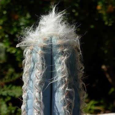 Pilosocereus leucocephalus Seeds - Exotic Succulent Cactus -Insured Shipping