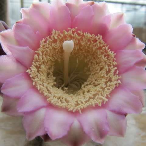 Pilosocereus leucocephalus Seeds - Exotic Succulent Cactus -Insured Shipping