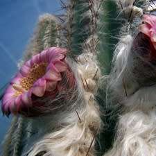 Pilosocereus leucocephalus Seeds - Exotic Succulent Cactus -Insured Shipping