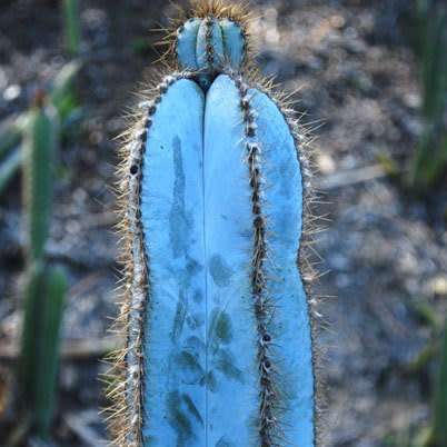 Pilosocereus magnificus Seeds - Exotic Succulent Cactus - Combined Insured Shipping