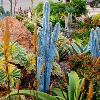 Pilosocereus magnificus Seeds - Exotic Succulent Cactus - Combined Insured Shipping