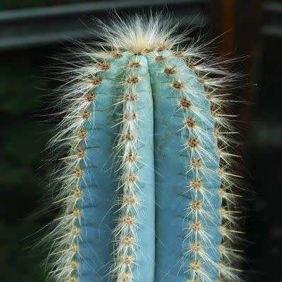Pilosocereus magnificus Seeds - Exotic Succulent Cactus - Combined Insured Shipping