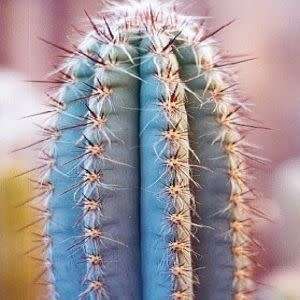 Pilosocereus magnificus Seeds - Exotic Succulent Cactus - Combined Insured Shipping