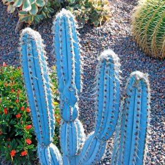 Pilosocereus magnificus Seeds - Exotic Succulent Cactus - Combined Insured Shipping