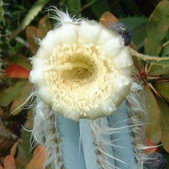 Pilosocereus magnificus Seeds - Exotic Succulent Cactus - Combined Insured Shipping