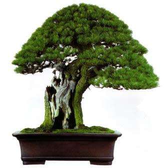 Pinus aristata - Bristlecone Pine Bonsai Seeds + FREE Gifts Seeds + Bonsai eBook