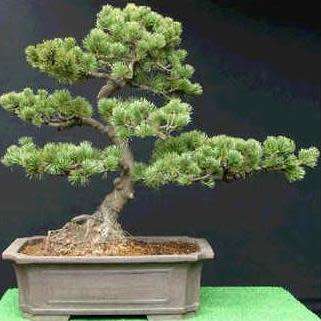 5 Chinese White Pine Bonsai Seeds + FREE Gifts Seeds + Bonsai eBook - Pinus armandii