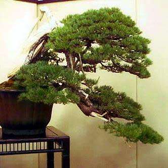 5 Chinese White Pine Bonsai Seeds + FREE Gifts Seeds + Bonsai eBook - Pinus armandii