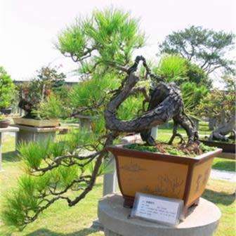 5 Chinese White Pine Bonsai Seeds + FREE Gifts Seeds + Bonsai eBook - Pinus armandii