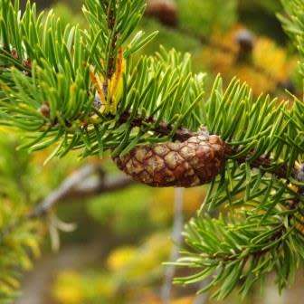 Pinus banksiana - 5 Seeds - Jack Pine Tree or Shrub - Combined Global Shipping