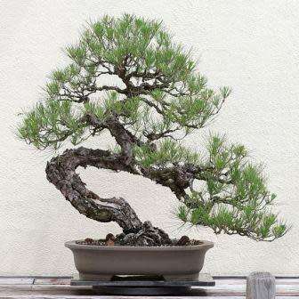 Pinus banksiana - Jack Pine Bonsai Seeds + FREE Gifts Seeds + Bonsai eBook