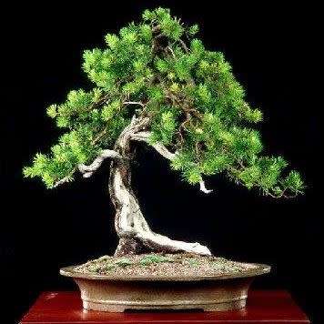 Pinus banksiana - Jack Pine Bonsai Seeds + FREE Gifts Seeds + Bonsai eBook