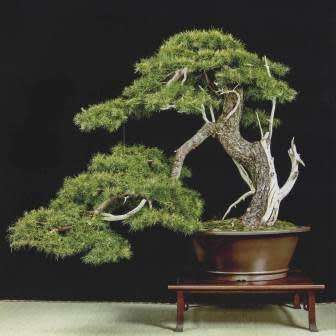 Pinus banksiana - Jack Pine Bonsai Seeds + FREE Gifts Seeds + Bonsai eBook