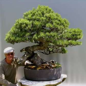 Pinus mugo - Mugo Pine Bonsai Seeds + FREE Gifts Seeds + Bonsai eBook