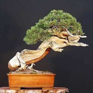 Pinus mugo var. pumilio - Dwarf Mugo Pine Bonsai Seeds + FREE Gifts Seeds + Bonsai eBook